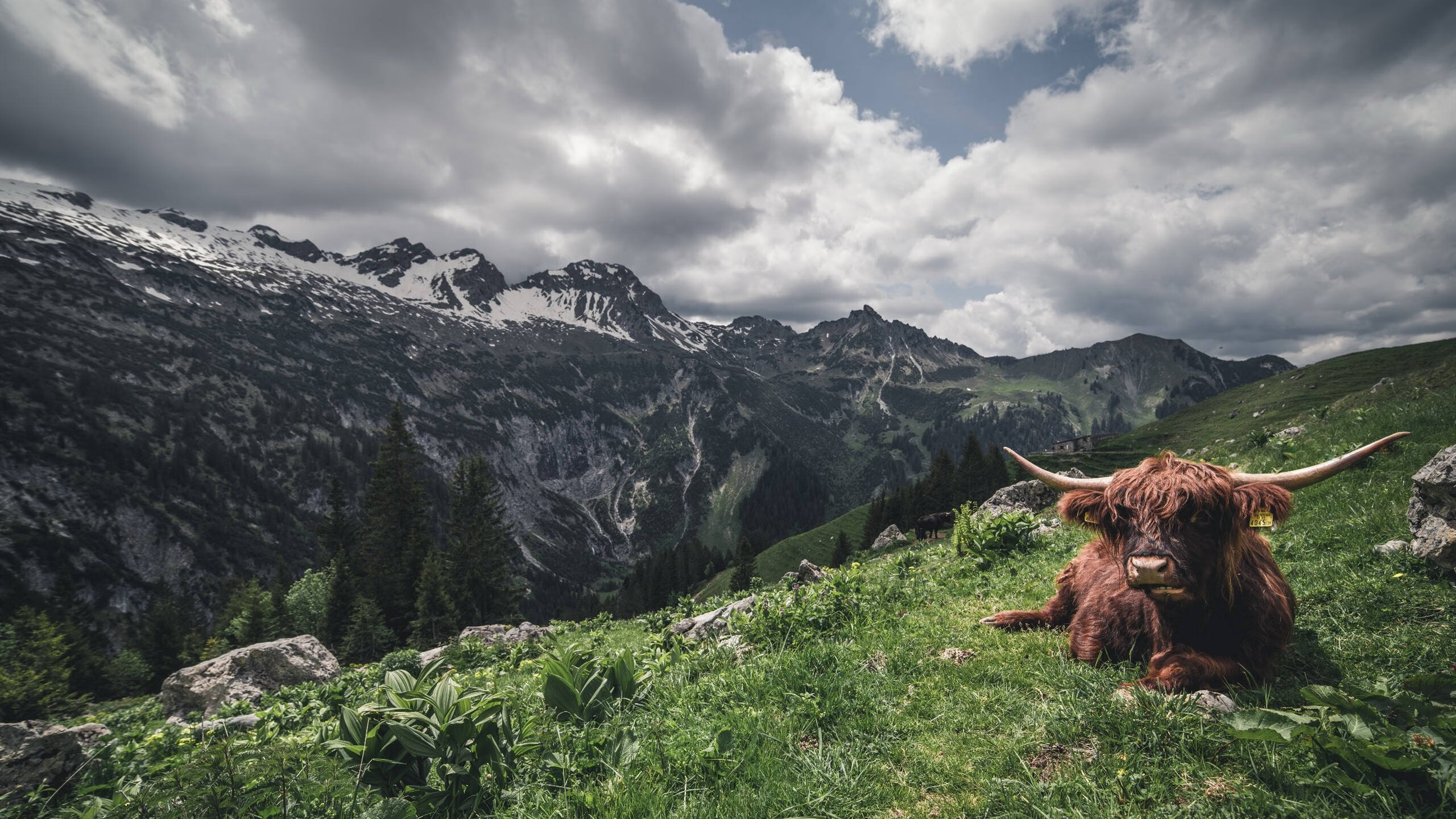 华体会-剑锋所向，英格拉姆的新王登基之战