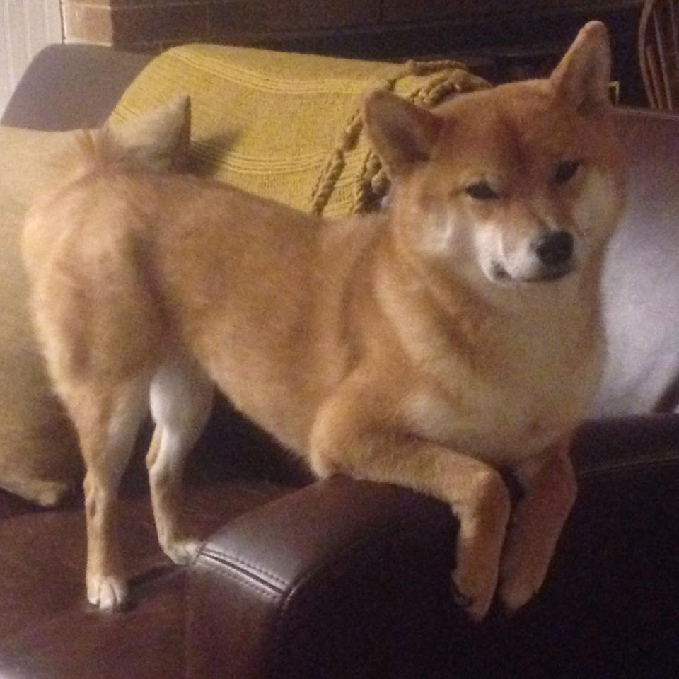 冰与火之歌,小贾伦·杰克逊的火热与猛龙的寒冬