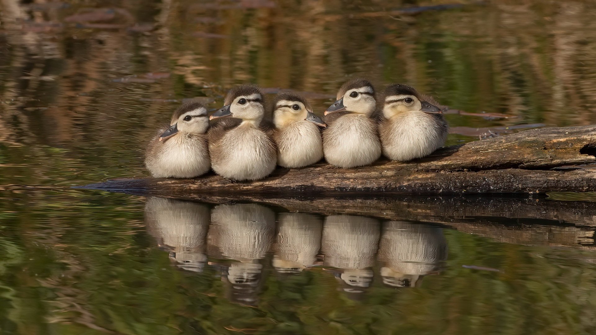 节奏大师格林奏响马刺狂想曲，开拓者防线遭遇体系性洞穿