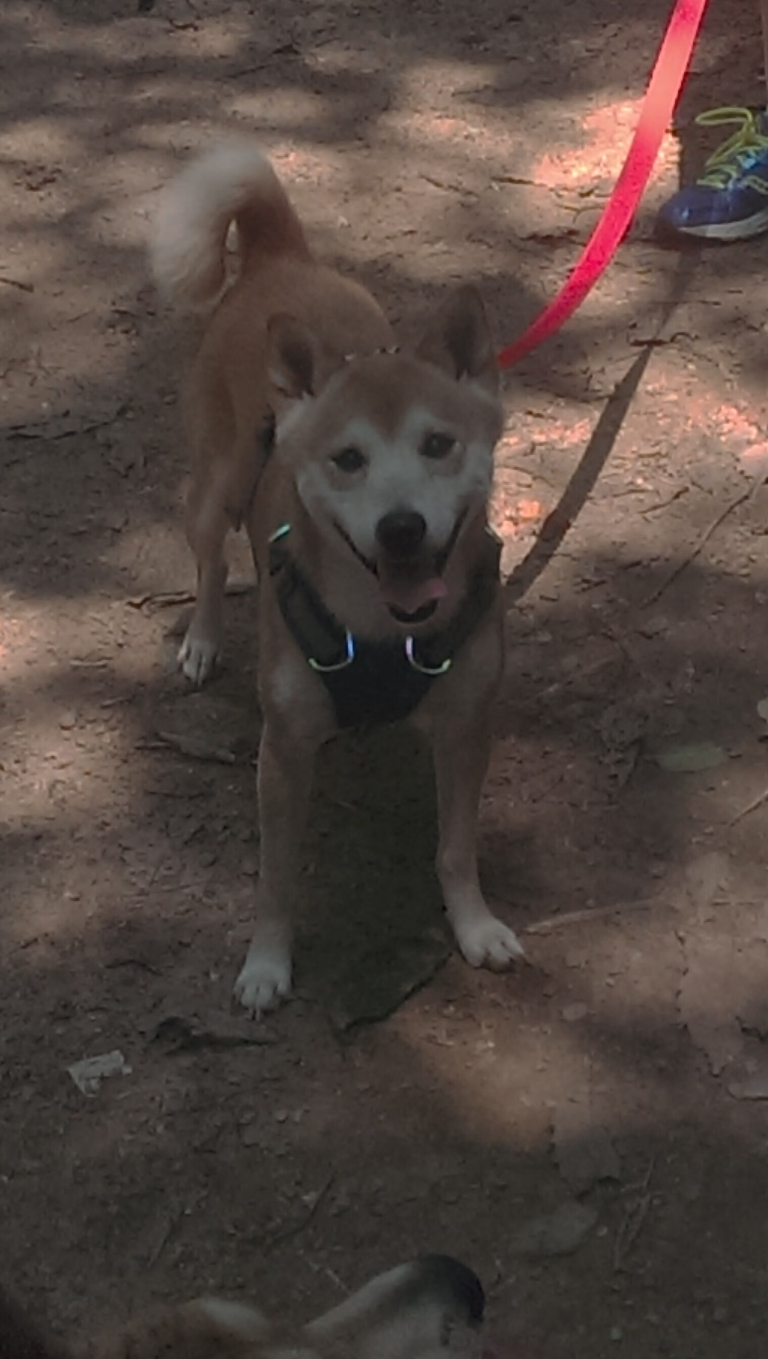 钢铁旋律与澎湃乐章，爱德华兹稳定输出，雄鹿碾压鹈鹕彰显统治力