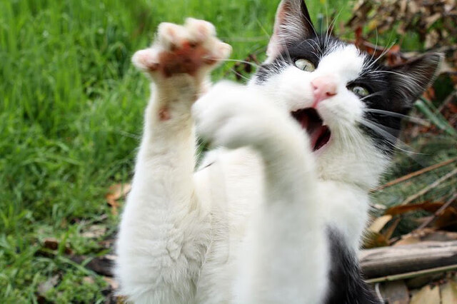 钢铁旋律与澎湃乐章，爱德华兹稳定输出，雄鹿碾压鹈鹕彰显统治力