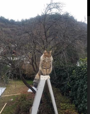 沸腾的温度,当国王横跨万里对阵北京队,东契奇燃起不熄的火焰