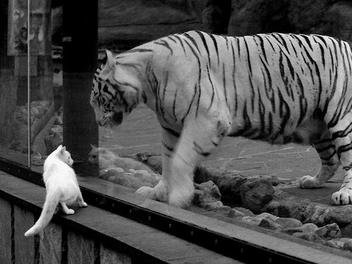 北欧黑马掀翻巴斯克雄狮，罗德里戈一锤定音