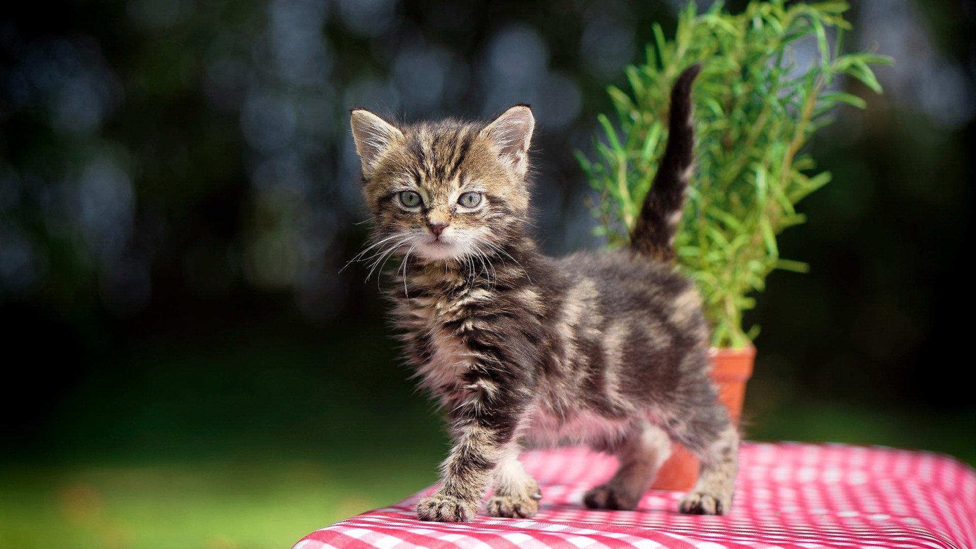 华体会网址-破壁之战，吉林队如何稳稳拿下不可能战胜的马刺